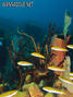 foto de buceo