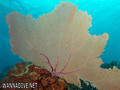 foto de buceo