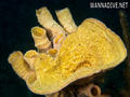 foto de buceo