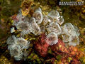 foto de buceo
