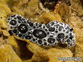 foto de buceo
