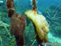 foto de buceo