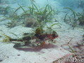 foto de buceo