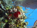 foto de buceo