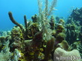 foto de buceo
