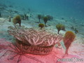 foto de buceo