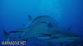 foto de buceo