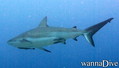foto de buceo