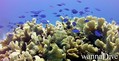 foto de buceo