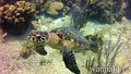 foto de buceo