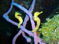 foto de buceo