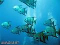foto de buceo