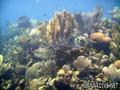 foto de buceo