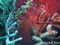 foto de buceo