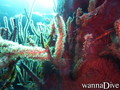 foto de buceo