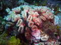 foto de buceo