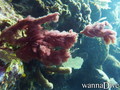 foto de buceo