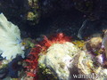 foto de buceo