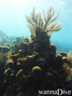foto de buceo