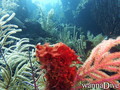 foto de buceo