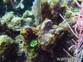 foto de buceo
