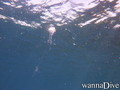foto de buceo