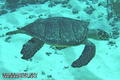 foto de buceo