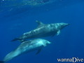 foto de buceo