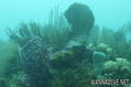 foto de buceo