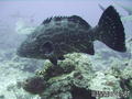 foto de buceo