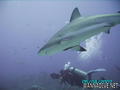 foto de buceo