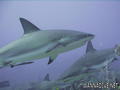 foto de buceo