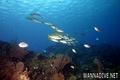 foto de buceo