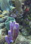 foto de buceo