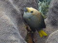 foto de buceo