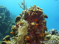 foto de buceo