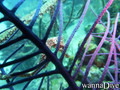 foto de buceo