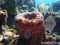 foto de buceo