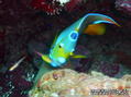 foto de buceo