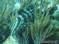 foto de buceo