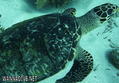 foto de buceo