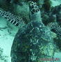 foto de buceo