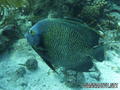 foto de buceo