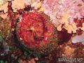 foto de buceo