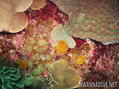foto de buceo