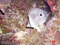 foto de buceo