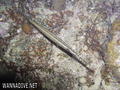 foto de buceo