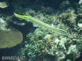 foto de buceo