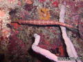 foto de buceo