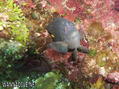 foto de buceo